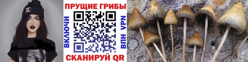 Псилоцибиновые грибы мицелий Камышин